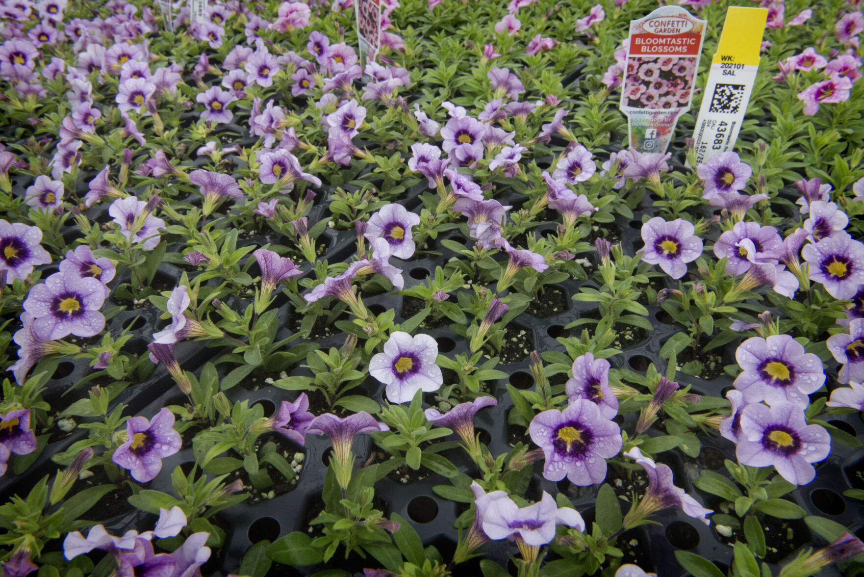 Greenhouse at Frysville Farms